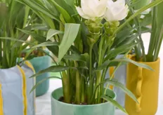De Siam Sistro van KP Holland, is nieuw is het assortiment. Het is een compacte plant met een helder witte bloem.